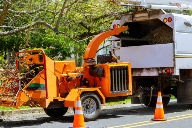 Best Tree Removal  in Charleston, MO