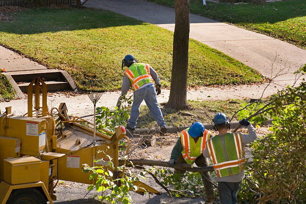 Trusted Charleston, MO  Tree Services Experts