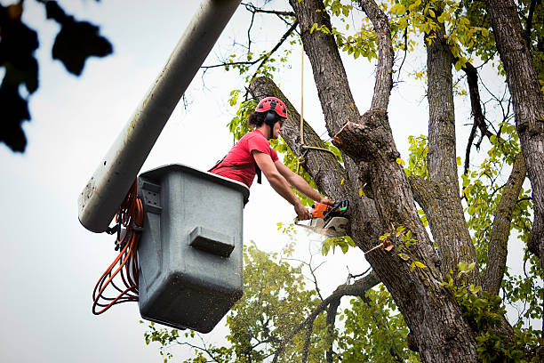 Best Seasonal Cleanup (Spring/Fall)  in Charleston, MO